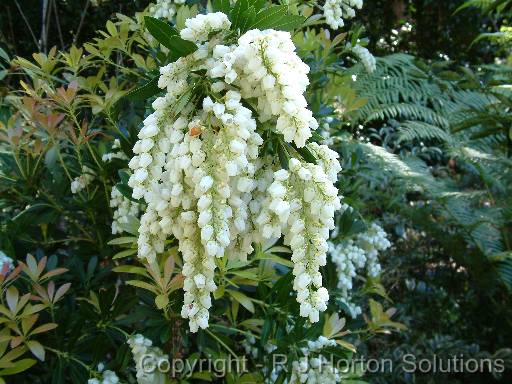 Pieris white 
